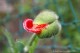 Thumbs/tn_Budding Poppy.jpg